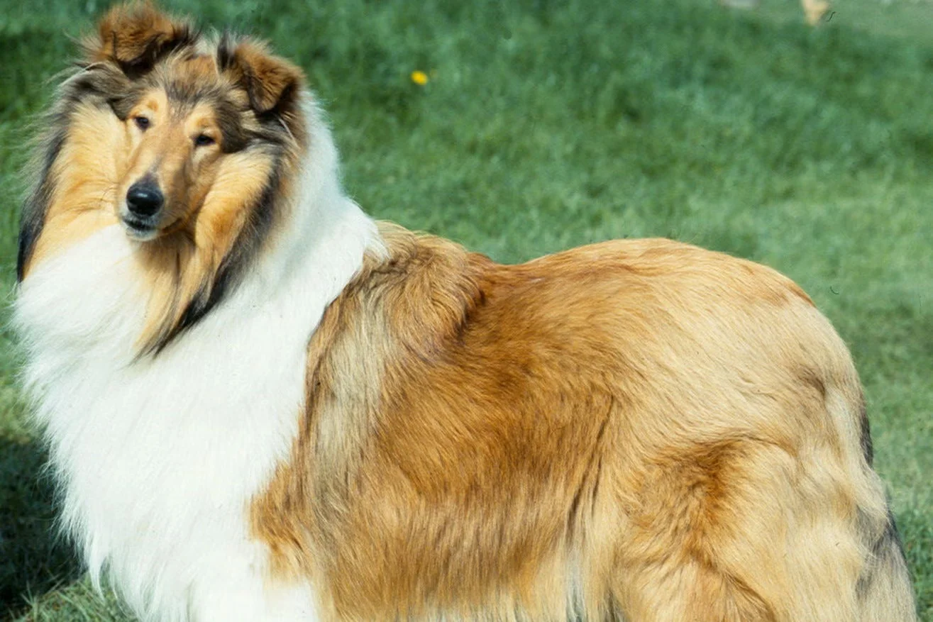 Lassie - Characters Beginning With L